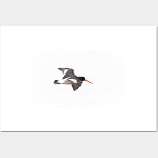 Black and white variable oystercatcher in flight Posters and Art
